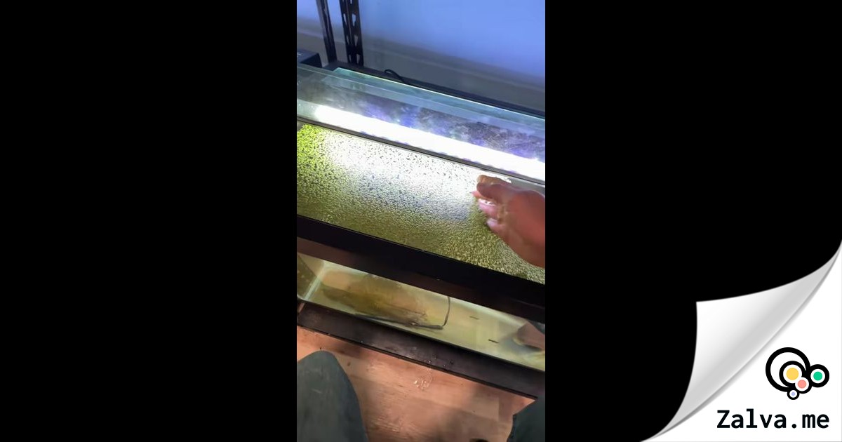 Alimentación sostenible para peces y tortugas