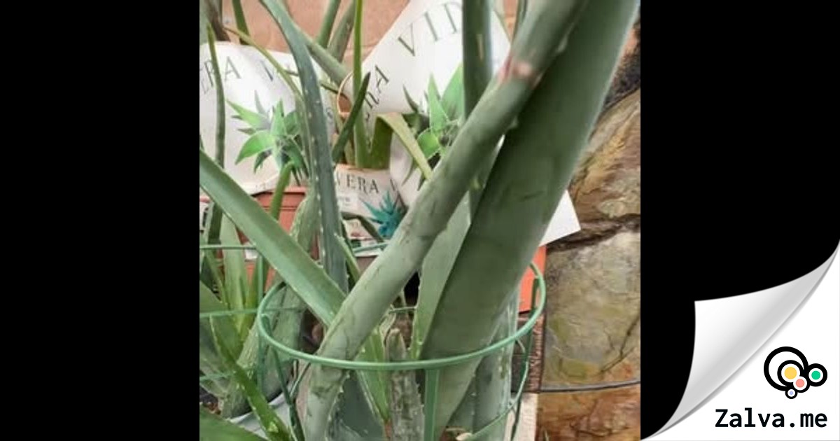 Plantas esenciales para el hogar